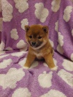 Shiba Inu tata