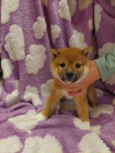 Shiba Inu tata