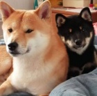 Shiba Inu tata