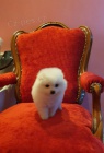 pic pomeranian tata