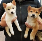 Ohromující štěňata Shiba Inu připravená k adopci