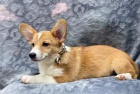 tata welsh corgi pembroke