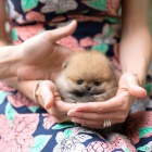 Mini tata pomeranian na prodej