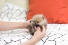 Mini tata pomeranian na prodej