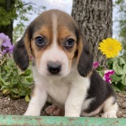 Štěňata beagle jsou k dispozici a připravena k prodeji.