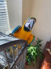 Prokzan chovn dvojice modr a zlat macaws Mu 9 let ena 7 let velmi poun a zvykl na lidi