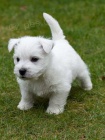Prodm mal ttka West Highland White Terriers.