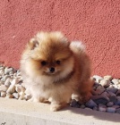 krsn ttka volpino ( pomeranian )  hledajc nov domovy