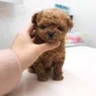 Dvě vzácná štěňata pudla připravená do nového domova.