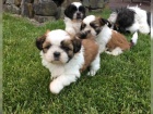 Shih Tzu dti chlapci a dvky