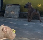 American Bully