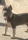 American Bully