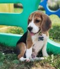 Pěkná štěňátka Beagle na prodej.