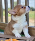 Ndhern tata Pembroke Welge Corgi pipravena.