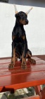 DOBERMAN