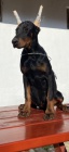 DOBERMAN