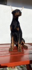 DOBERMAN