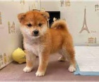 tata Shiba Inu schvlen veterinem jsou k dispozici pro nov domovy.