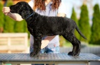 Kudrnat retrvr - Curly Coated Retriever