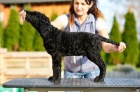 Kudrnat retrvr - Curly Coated Retriever