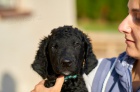 Kudrnat retrvr - Curly Coated Retriever