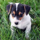 Prodm Jack Russell terira