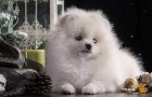 Štěňata pomeraniana