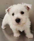 Prodm mini mini tata West Highland White Terriers