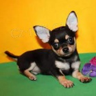 malá velikost štěňat Chihuahua k dispozici k adopci.