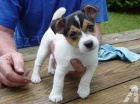 tata Jack Russell na prodej tata