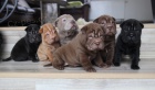 šarpej sharpei