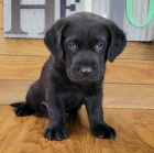 Prodám zdravá štěňata labradora mini retrívra.