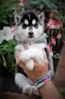 sibisk husky s krsnma modrma oima k adopci.