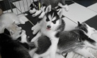 sibisk husky s krsnma modrma oima k adopci.