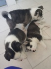 Prodám štěňata sibiřského huskyho