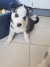 Prodám štěňata sibiřského huskyho