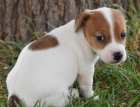 asn a zdrav jack russell terir tata na prodej.