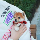 Prodám rozkošná miminka štěňata shiba inu