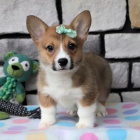 Prodm tata Pembroke Welsh Corgi.