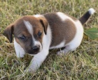 Prodm tata fenky a psa jack russell terira.