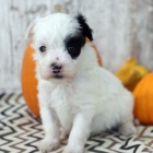 zdrav a okovan tata Maltipoo k adopci.