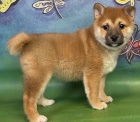 tata Shiba inu