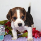 tata BEAGLE k adopci