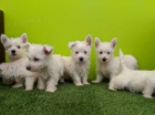 Mini tata West Highland White Terriers noe pipraven a dostupn k adopci.
