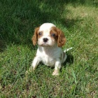 Prodm krsn tata kavalr King Charles Spaniel