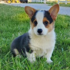 tata Pembroke Welsh Corgi k vnon adopci.