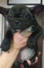 krásná štěňata francouzského buldočka k adopci