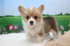 Prodám štěňata Pembroke Welsh Corgi.