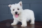 Mini tata West Highland White Terriers k adopci