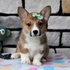 ttka Pembroke Welsh Corgi k ADOPCI